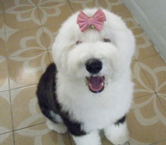 (古牧犬别名)探寻古牧犬的神秘魅力：起源、特点和培养技巧