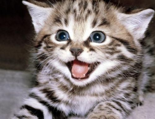 (火车猫咪托运多少钱)火车托运猫咪费用多少？猫咪火车托运价格及注意事项介绍