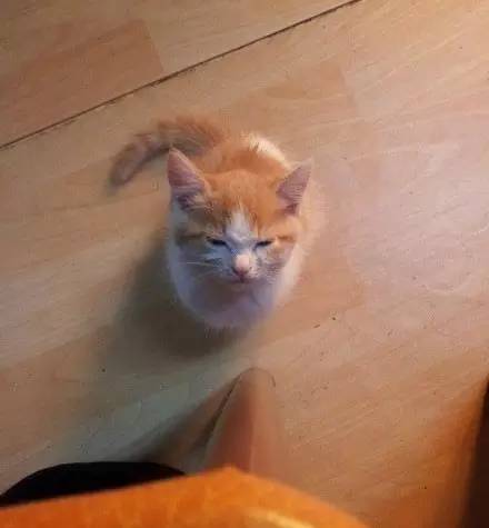 (猫捉小鱼屏幕游戏)小猫手机屏幕上的游戏：抓鱼大作战
